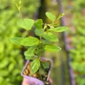 Kalifornský orgován Marie Simon (Ceanothus pallidus)