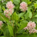 Kalifornský orgován Marie Simon (Ceanothus pallidus)
