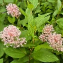 Kalifornský orgován Marie Simon (Ceanothus pallidus)