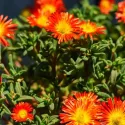 Oranžovočervená delosperma Icecream Fire (Delosperma)
