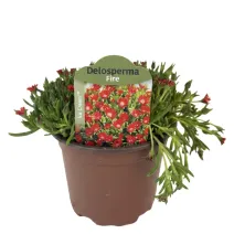 Oranžovočervená delosperma Icecream Fire (Delosperma)