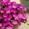 Fuksiová delosperma Icecream Fuchsia (Delosperma)