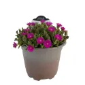 Fuksiová delosperma Icecream Fuchsia (Delosperma)