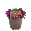Fuksiová delosperma Icecream Fuchsia (Delosperma)