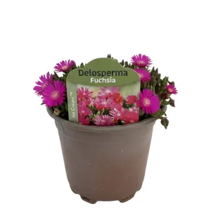 Fuksiová delosperma Icecream Fuchsia (Delosperma)