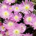 Ružová delosperma Jewel of Desert Rosequartz (Delosperma)