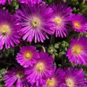 Fialová delosperma Ocean Sunset Violet (Delosperma)