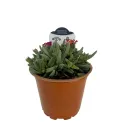 Fialová delosperma Ocean Sunset Violet (Delosperma)