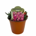 Fialová delosperma Ocean Sunset Violet (Delosperma)