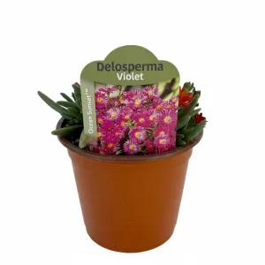 Fialová delosperma Ocean Sunset Violet (Delosperma)