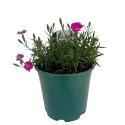 Ružový klinček Kahori Pink (Dianthus)
