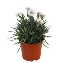 Strieborno-biely klinček Silver Star (Dianthus)