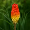 Červená fakľovka Red Hot Poker (Kniphofia uvaria)