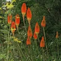 Červená fakľovka Red Hot Poker (Kniphofia uvaria)