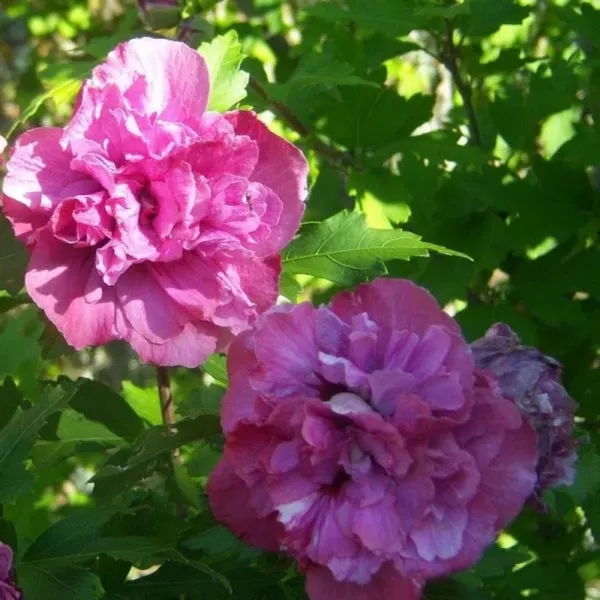 Sýrsky ibištek Sanchoyo (Hibiscus syriacus)