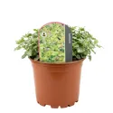 Hluchavka Anne Green Way (Lamium)