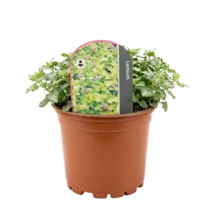 Hluchavka Anne Green Way (Lamium)