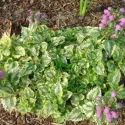 Hluchavka Anne Green Way (Lamium)