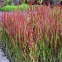 Červená imperata Red Baron (Imperata cylindrica)