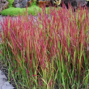Červená imperata Red Baron (Imperata cylindrica)