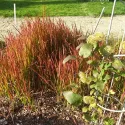 Červená imperata Red Baron (Imperata cylindrica)