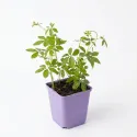 Jiaogulan – bylina nesmrteľnosti (Gynostemma pentaphyllum)