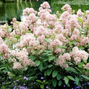 Kalifornský orgován Marie Simon (Ceanothus pallidus)