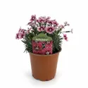 Pestrofarebný klinček Flutterburst (Dianthus)