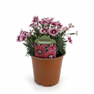 Pestrofarebný klinček Flutterburst (Dianthus)