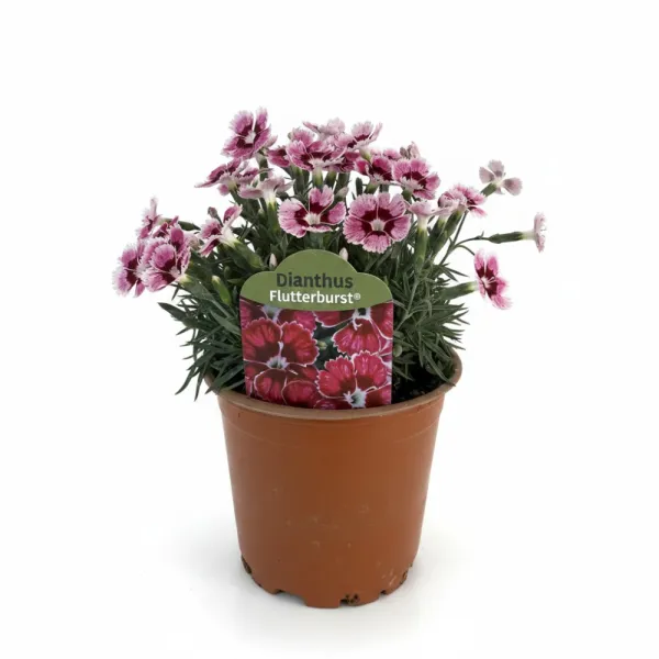 Pestrofarebný klinček Flutterburst (Dianthus)
