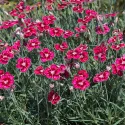 Pestrofarebný klinček Flutterburst (Dianthus)