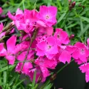 Ružový klinček Kahori Pink (Dianthus)