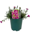 Ružový klinček Kahori Pink (Dianthus)