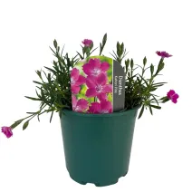 Ružový klinček Kahori Pink (Dianthus)