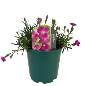 Ružový klinček Kahori Pink (Dianthus)