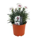 Strieborno-biely klinček Silver Star (Dianthus)
