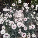 Strieborno-biely klinček Silver Star (Dianthus)