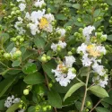 Biela indická myrta (Lagerstroemia indica)