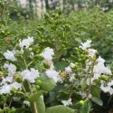Biela indická myrta (Lagerstroemia indica)