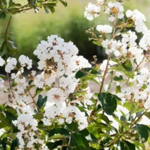 Biela indická myrta (Lagerstroemia indica)