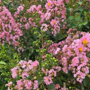 Svetloružová indická myrta (Lagerstroemia indica)