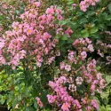 Svetloružová indická myrta (Lagerstroemia indica)