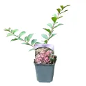 Svetloružová indická myrta (Lagerstroemia indica)