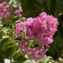 Liliac indian (Lagerstroemia indica) roz închis