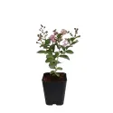Liliac indian (Lagerstroemia indica) roz închis