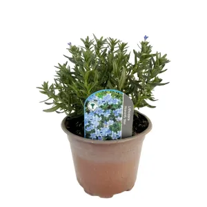 Nebesky modrá litodora Heavenly Blue (Lithodora diffusa)