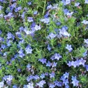 Nebesky modrá litodora Heavenly Blue (Lithodora diffusa)