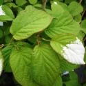Samčia rastlina mini kiwi Adam (Actinidia kolomikta)