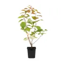Samčia rastlina mini kiwi Adam (Actinidia kolomikta)