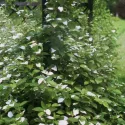 Samčia rastlina mini kiwi Adam (Actinidia kolomikta)